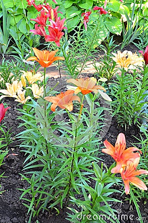 Flowers of lilies of different colors in the suburban area. Stock Photo