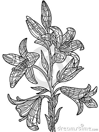 Flowers lilium. Illustration isolated object on a white background. Zen-tangle style. Hand draw Vector Illustration