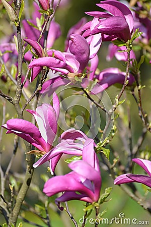 Flowers of a lily magnolia Magnolia liliiflora Desr. close up Stock Photo