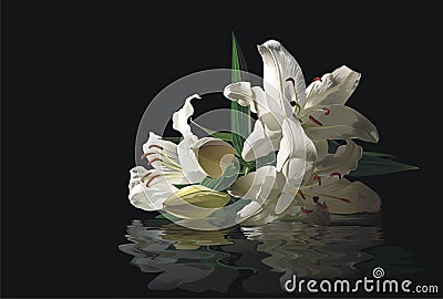 Flowers of the Lily and their reflexion in water Vector Illustration