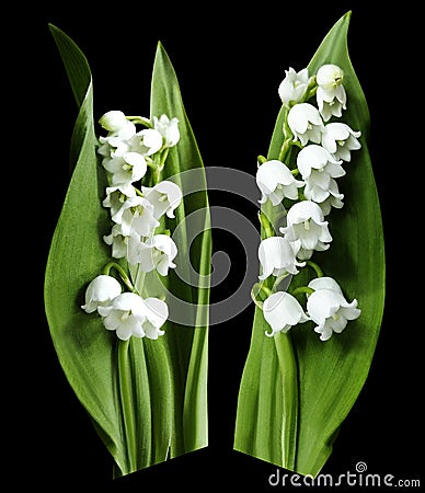 Flowers lily of the valley on the black isolated background with clipping path. No shadows. Closeup. Stock Photo