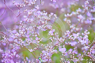 Flowers Limonium platyphyllum. Gentle flower background Stock Photo