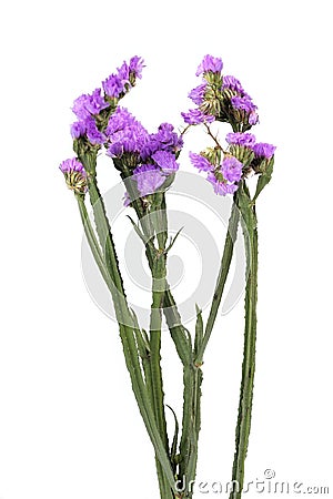 Flowers limonium sinuatum Stock Photo