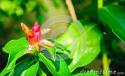 Flowers lined colorful stacked,Costus speciosus Stock Photo