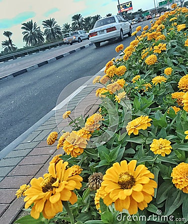 Flowers lined up on the street Stock Photo