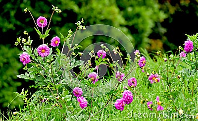 Rose colour flowers in green thekkady, Stock Photo