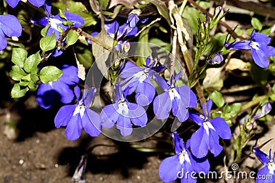 The flowers of Lobelia erinus blue Stock Photo