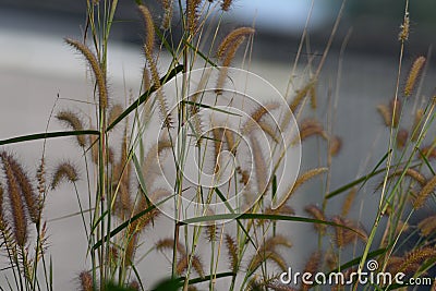 Flowers of long green grass Stock Photo