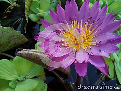 Flowers lotus Stock Photo