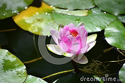 Flowers of lotus Stock Photo