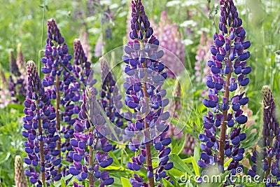 Flowers lupins Stock Photo