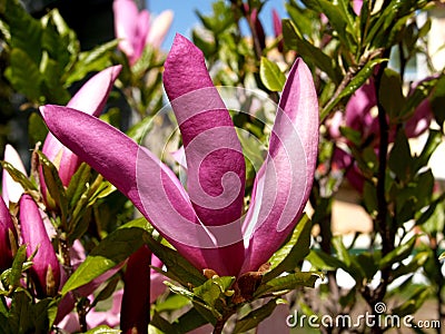 Flowers of a magnolia liliyetsvetny (Magnolia liliiflora Desr. ) Stock Photo