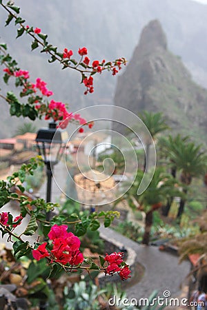 Flowers of Masca Mountain Stock Photo