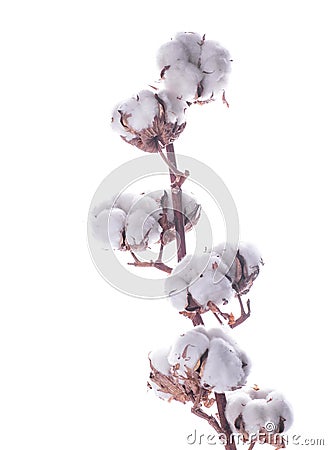 Flowers mature cotton Stock Photo