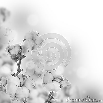 Flowers mature cotton Stock Photo