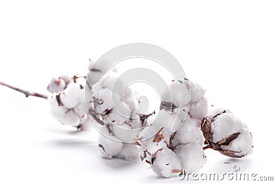 Flowers mature cotton Stock Photo