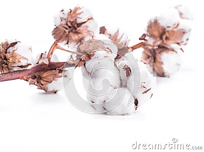 Flowers mature cotton Stock Photo