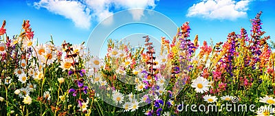 Flowers on a meadow and the blue sky Stock Photo