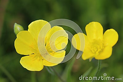 Flowers of meadow buttercup (Ranunculus acris) Stock Photo