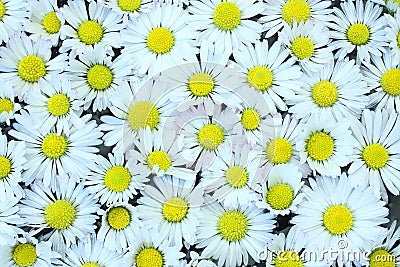 Flowers meadow plants daisies in a group Stock Photo