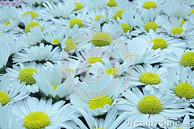 Flowers meadow plants daisies in a group Stock Photo