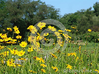Flowers in the meadow in the sunlight Stock Photo