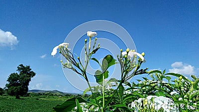 Flowers microphotography white and hills trees green farms and blue sky Stock Photo