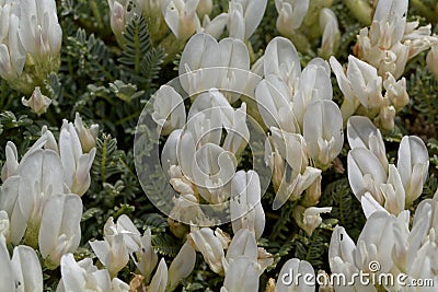 Flowers of the milkvetch Astragalus angustifolius Stock Photo