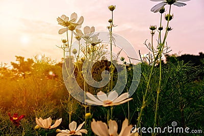 Flowers with morning light, white cosmos Stock Photo