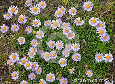 Flowers mountain asters Stock Photo