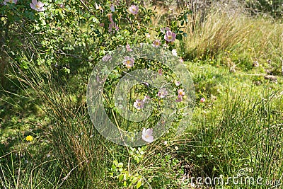 Flowers of a mountain bush Stock Photo