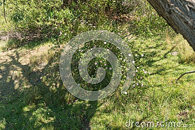 Flowers of a mountain bush Stock Photo