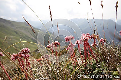 Flowers with mountains in background Summer landscape Stock Photo