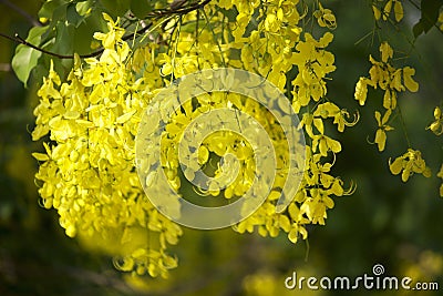 Flowers multiply blossoming on the tree Stock Photo