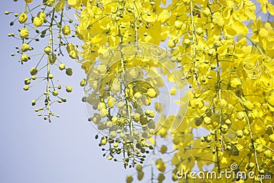 Flowers multiply blossoming on the tree Stock Photo