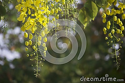 Flowers multiply blossoming on the tree Stock Photo