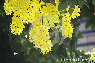 Flowers multiply blossoming on the tree Stock Photo