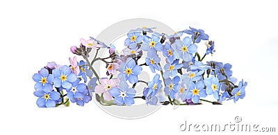 Spring blue flowers Myosotis isolated on white background. Stock Photo