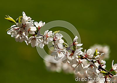Flowers of nanking cherry prunus tomentosa in spring. Spring flower Stock Photo