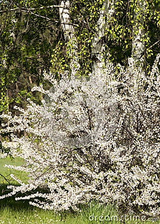 Flowers of nanking cherry prunus tomentosa in spring. Spring flower: Blooming Rosaceae. Beautiful cherry blossom. Pink cherry blos Stock Photo
