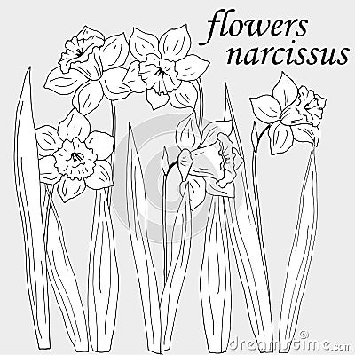 381 narcissus, vector illustration, isolate on gray background Vector Illustration