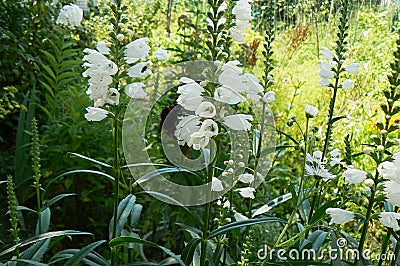 nature, flowers, house, garden, beautiful, bells, white Stock Photo