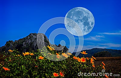 Flowers near the forest at the foot of the mountain at night in Stock Photo