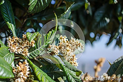 Flowers of nespolo giapponese Eriobotrya japonica Stock Photo