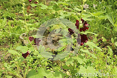 Flowers in the old part of Fryazino. Stock Photo