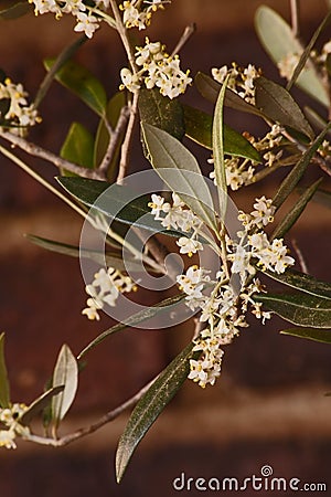 Flowers of the Olive tree Olea europea 10350 Stock Photo