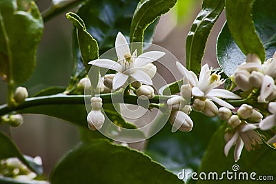 Flowers of the Olive tree Olea europea 10014 Stock Photo