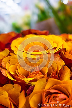 Flowers, orange roses Stock Photo