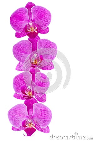 Flowers of orchid border Stock Photo