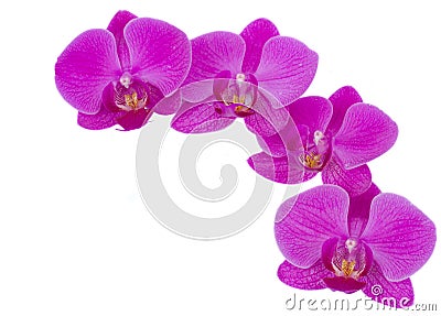 Flowers of orchid frame Stock Photo